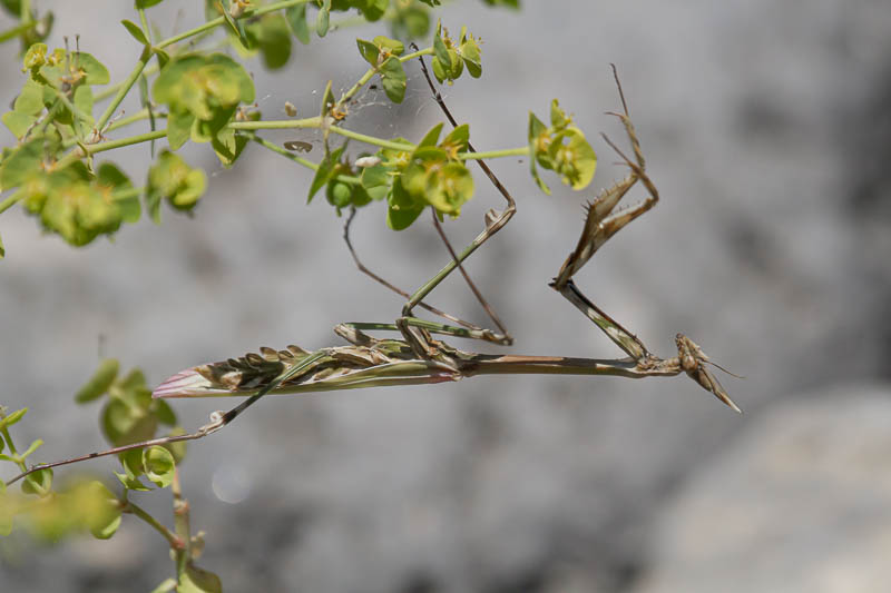 Conehead Mantis-0020.jpg